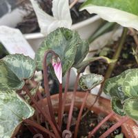 キンセンカ,クリスマスローズ,ガーデンシクラメン,ピンクの花,種まきの画像