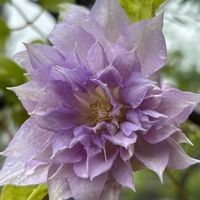 クレマチス,癒し,花のある暮らし,植物のある暮らし,クレマチス♬の画像