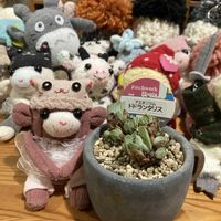 植え替え,ベランダー,多肉女子,GS植物うちなーぐち会,まつぴよさんｿｯｸｽﾌｧﾐﾘｰ♥️の画像