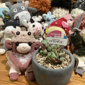 植え替え,ベランダー,多肉女子,GS植物うちなーぐち会,まつぴよさんｿｯｸｽﾌｧﾐﾘｰ♥️の画像