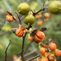 ツルウメモドキ,つる性植物,小石川植物園,月曜日にビタミンカラーの画像