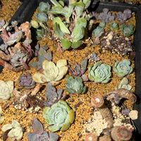 群生苗,多肉植物,葉挿し,エケベリア属,バルビナエア属の画像