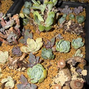 群生苗,多肉植物,葉挿し,エケベリア属,バルビナエア属の画像