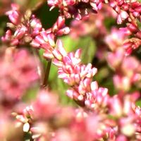 アイ,柿(かき),今日のお花,そば畑,がんに負けるな！の画像