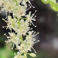 オカワカメの花,ノアサガオ,花のある暮らし,小さな幸せ,優しい時間の画像