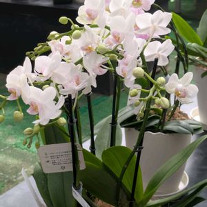 胡蝶蘭,安曇野,ミディ胡蝶蘭,✨今日のお花✨,信州大好き⛰️の画像