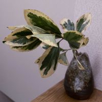 キンマサキ,一輪挿し,信楽焼,iPhone撮影,asingleflowervaseの画像