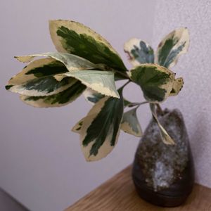 キンマサキ,一輪挿し,信楽焼,iPhone撮影,asingleflowervaseの画像