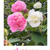 フヨウ,癒される,可愛らしい,ウォーキングの楽しみの画像