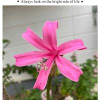 ネリネ,可愛らしい,花のある暮らし,嬉しい,ピンク大好きの画像