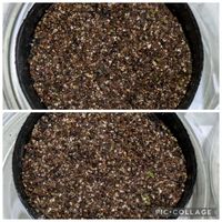 アナカンプセロス・バエセケイ,多肉植物,葉挿し,多肉寄せ植え,実生苗の画像