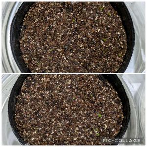 アナカンプセロス・バエセケイ,多肉植物,葉挿し,多肉寄せ植え,実生苗の画像