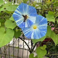 西洋アサガオ,ジニアプロフュージョン,西洋朝顔 フライングソーサー,寄せ植え,GS日和の画像