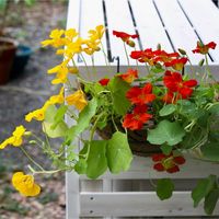 ナスタチウム,ナスタチウム,キンレンカ,ハーブ,つる性植物の画像