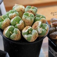 メセン,コノフィツム属,タニラー,その他部屋の画像