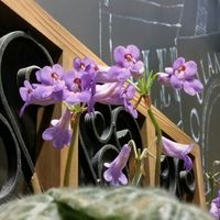 ナスタチウム,ナスタチウム,モンステラ,プリムリナ　キリタ,初めての花♡の画像