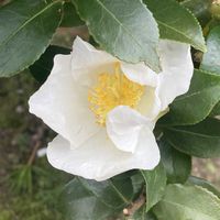 サザンカ,お出かけ先にての画像