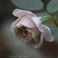 ツルムラサキ,トラディスカンティア・ゼブリナ,コノフィッツム,縞紫露草(ｼﾏﾑﾗｻｷﾂﾕｸｻ),バラ パニエの画像
