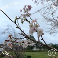 シャリンバイ,セイタカアワダチソウ,十月桜,お花大好き♡,復興祈願の画像