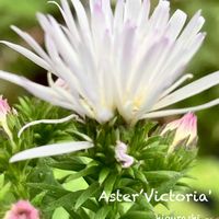 アスター,宿根アスター   ビクトリア,花のある暮らし,GSに感謝。,幸福の画像
