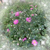 アザミ,キキョウ,ハマギク,秋明菊,お花大好き♡の画像