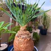 ブーファン・ディスティチャ,観葉植物,塊根植物,ベランダガーデンの画像