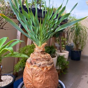 ブーファン・ディスティチャ,観葉植物,塊根植物,ベランダガーデンの画像