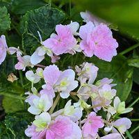 アジサイ,感謝,花のある暮らし,いつまでも,き　れ　い❤の画像