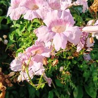 ノウゼンカズラ,ピンクノウゼンカズラ,かわいい,可愛い,癒しの画像