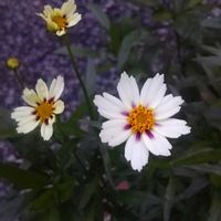 コレオプシス スタークラスター,花のある暮らし,地味好き,我が家のベテラン,おうち園芸の画像