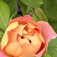バラ,薔薇,ばら,素敵な出会いに感謝,今日も元気での画像