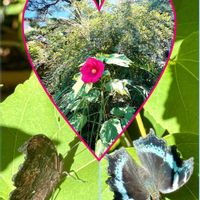 フヨウ,フヨウ,ルリタテハ,昆虫と植物,❥植物❥空模様❥コラボ❥の画像