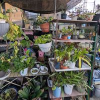オンシジウム,クンシラン,ポトス,花のある暮らし,整理整頓の画像