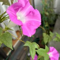 アサガオ,朝顔,アサガオ♡,うなじショット, アサガオの画像