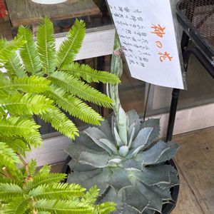 no green no life,アガベ属,多肉植物のある暮らし,多肉女子,鳥取県の画像