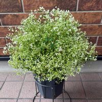 鉢植え,ユーフォルビア,PW,PW育てた,pwフレンズの画像