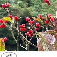 ブーゲンビリア,ハナミズキの実,花のある暮らし,お花大好き♡,ピンクワールドへ ようこその画像