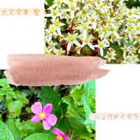 クランベリー,冬咲きクレマチス,シュウメイギク（秋明菊）,大文字草  聖,ナチュラルガーデンの画像