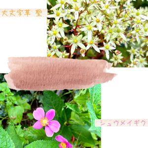 クランベリー,冬咲きクレマチス,シュウメイギク（秋明菊）,大文字草  聖,ナチュラルガーデンの画像