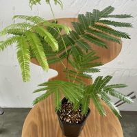 エバーフレッシュ,観葉植物,植欲の秋,キキ　エバーフレッシュの画像
