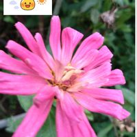 百日草,ピンクの花,プランター栽培,あっ火曜日,火曜日はピンク色の花の画像