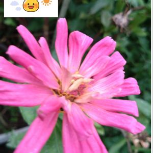 百日草,ピンクの花,プランター栽培,あっ火曜日,火曜日はピンク色の花の画像