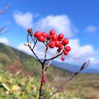 ナナカマド,山野草,山歩き,可愛い実,素敵な風景の画像