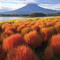 コキア,パンパスグラス,秋の風景,富士山と笠雲の画像