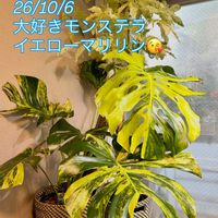 アンスリウム,ハイビスカス,フィロデンドロン,モンステラ デリシオーサ,斑入りモンステラの画像