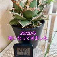 アンスリウム,ハイビスカス,フィロデンドロン,モンステラ デリシオーサ,斑入りモンステラの画像
