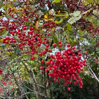 ガマズミ,花のある暮らし,季節のお花,我が家のお花,花好きの画像