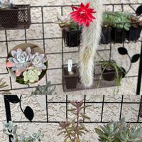 だるま秀麗,多肉植物いろいろ,アガベ　笹の雪,多肉植物,多肉植物のある暮らしの画像