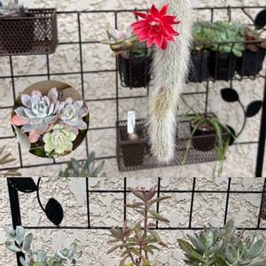 だるま秀麗,多肉植物いろいろ,アガベ　笹の雪,多肉植物,多肉植物のある暮らしの画像