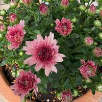 クリサンセマム,クリサンセマム,多年草,キク科,いつも、いいね❤をありがとうございます‼の画像